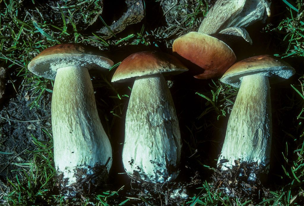 Boletus edulis
